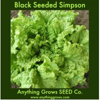 Lettuce - Black Seeded Simpson - Organic